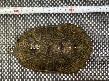 イシガメハイカラー雄
