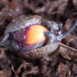 ニホンイシガメ双子の個体