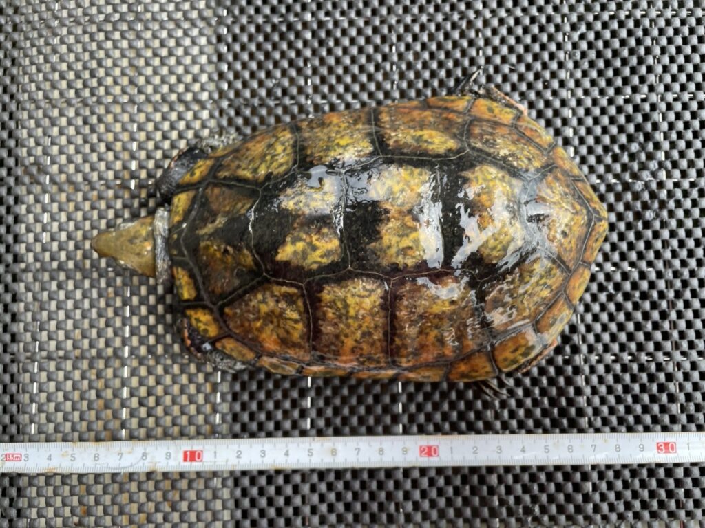 種子島産とされるイシガメ