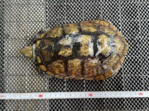 種子島産とされるイシガメ