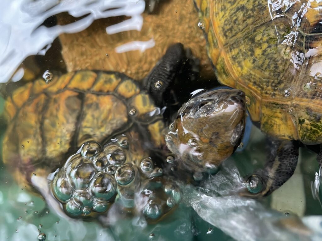 水カビ病
