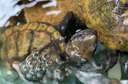 水カビ病