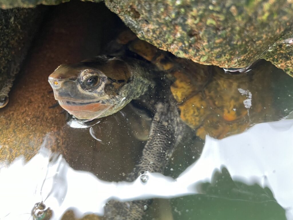 水カビ病