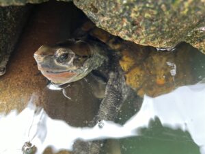 水カビ病