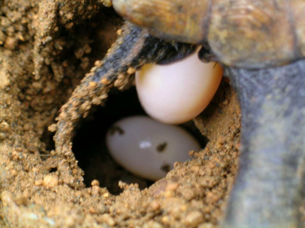 産卵