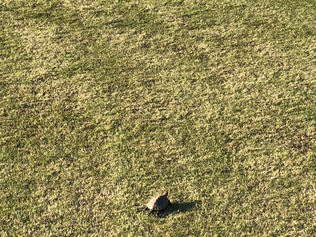 公園を散歩