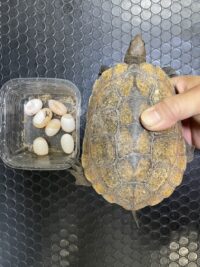 オレンジアダルト個体と卵