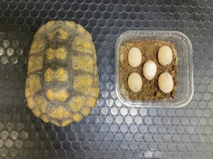 無精卵