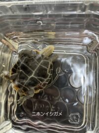 甲羅ズレ