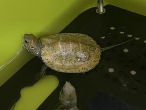 ニホンイシガメハイカラー