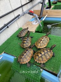 ニホンイシガメ