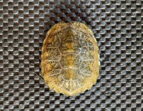 ニホンイシガメ