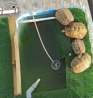 12月のイシガメ